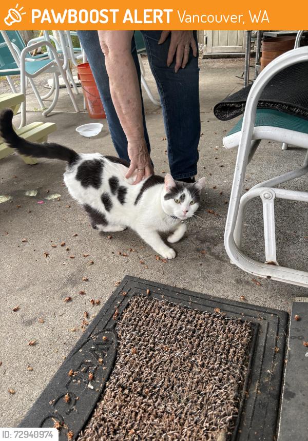 Found/Stray Unknown Cat last seen Fircrest elementary school area, Vancouver, WA 98684