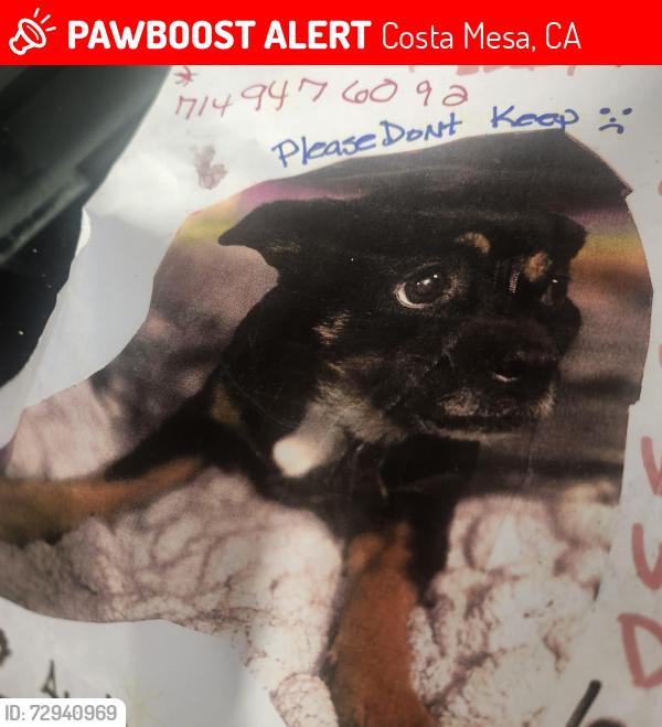 Lost Female Dog last seen Avalon and Avocado st, Costa Mesa, CA 92627