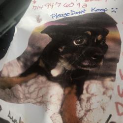 Lost Female Dog last seen Avalon and Avocado st, Costa Mesa, CA 92627