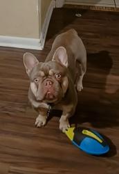 Lost Male Dog last seen Roan and northlake , West Palm Beach, FL 33403
