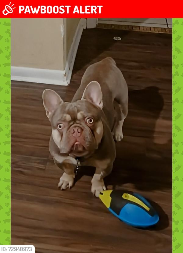 Lost Male Dog last seen Roan and northlake , West Palm Beach, FL 33403
