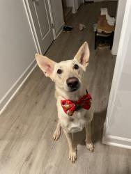 Reunited Male Dog last seen Wendover St and Harrison St, Salisbury, NC 28147