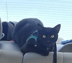 Lost Male Cat last seen Robinson and Church St. Sheridan, IL, Sheridan, IL 60551