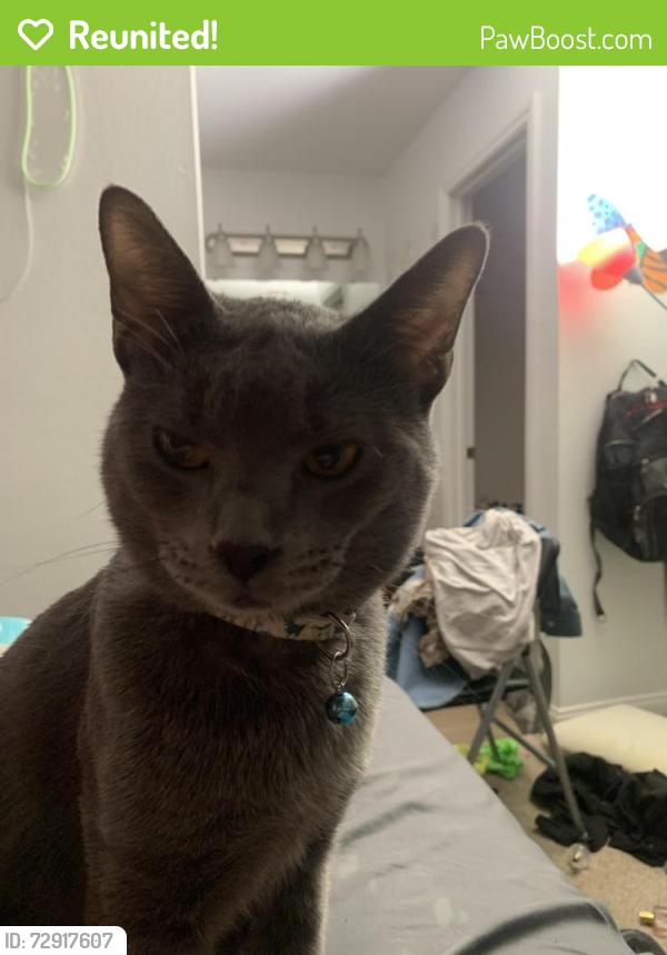 Reunited Male Cat last seen Church and milliken , Rancho Cucamonga, CA 91730