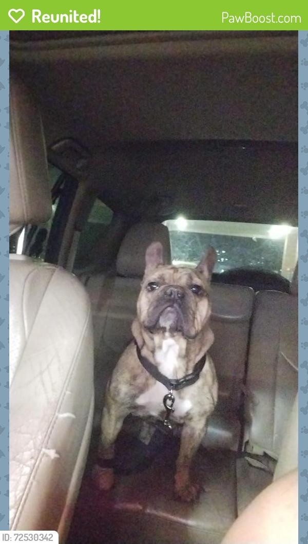 Reunited Female Dog last seen W.e Roberts, Dalway , Jefferson , Grand Prairie, TX 75051