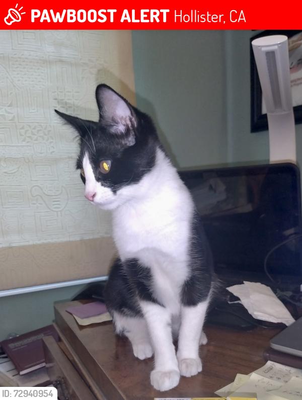 Lost Male Cat last seen Cienega Road, Hollister, CA 95023