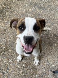 Reunited Female Dog last seen San Felipe & Fountain View, Houston, TX 77057