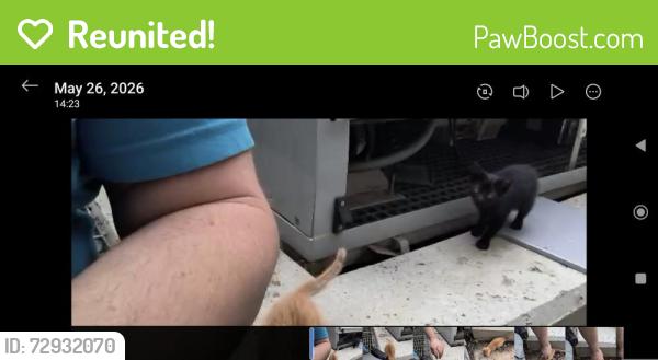 Reunited Male Cat last seen Near Museum Blvd, Jackson, MS 39202, Jackson, MS 39202