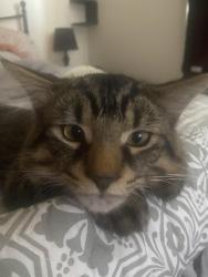Lost Male Cat last seen YACHTSMAN CROSSING AND THOMAS, Mississauga, ON L5M 6P1