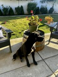 Found/Stray Unknown Dog last seen Renfro and Stockdale , Bakersfield, CA 93314