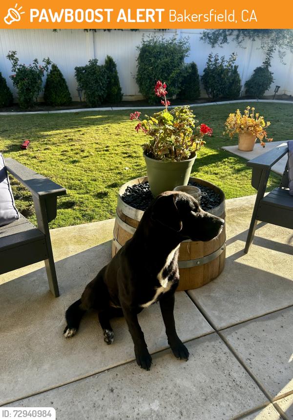 Found/Stray Unknown Dog last seen Renfro and Stockdale , Bakersfield, CA 93314