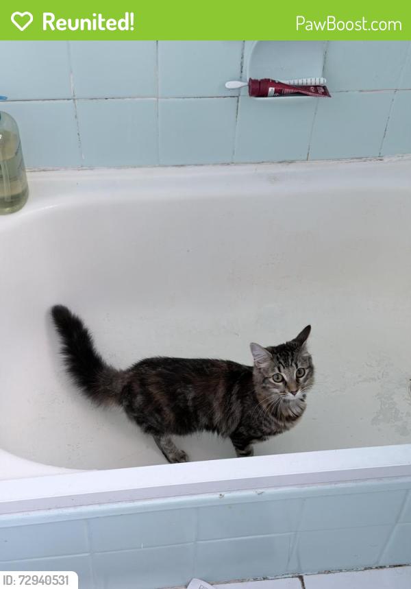 Reunited Female Cat last seen old canterbury road , Lewisham, NSW 2049