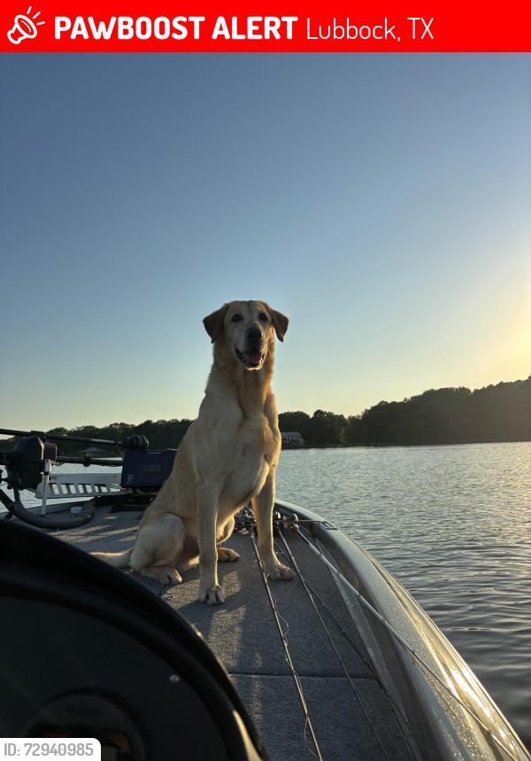 Lost Male Dog last seen Near 31st , Lubbock, TX 79410