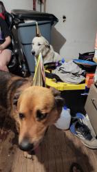 Reunited Male Dog last seen Near 44th St, Lubbock, TX 79404, USA, Lubbock, TX 79404