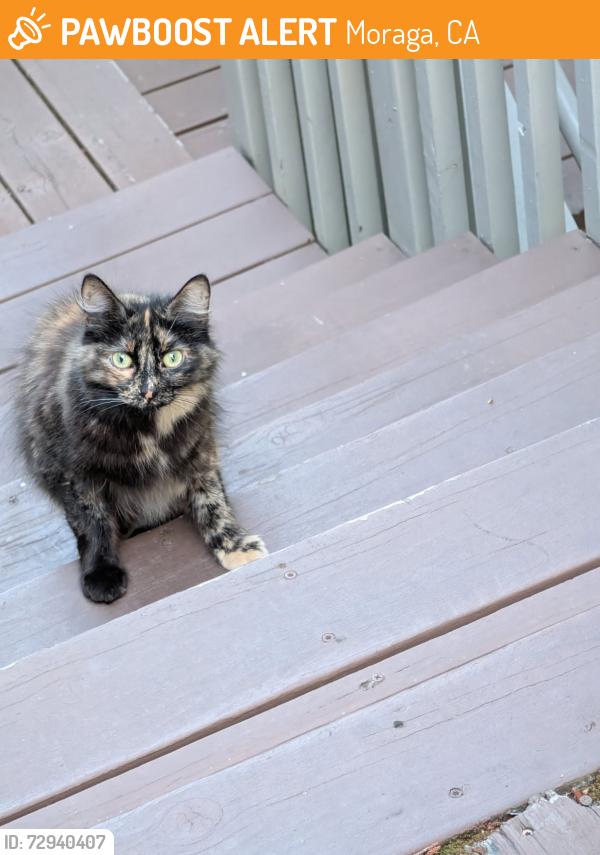 Found/Stray Female Cat last seen Ascot Court and Ascot Drive, Moraga, Moraga, CA 94556