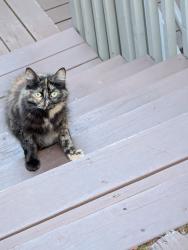 Found/Stray Female Cat last seen Ascot Court and Ascot Drive, Moraga, Moraga, CA 94556