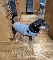 Reunited Female Dog last seen Countryaire rd north of mequon rd, Germantown, WI 53022