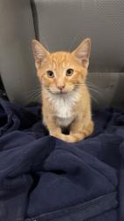 Reunited Male Cat last seen Near Red Robin Way, Caldwell, ID 83605, USA, Caldwell, ID 83605