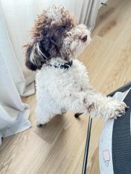 Lost Female Dog last seen Near NW 35th St , Miami, FL 33127