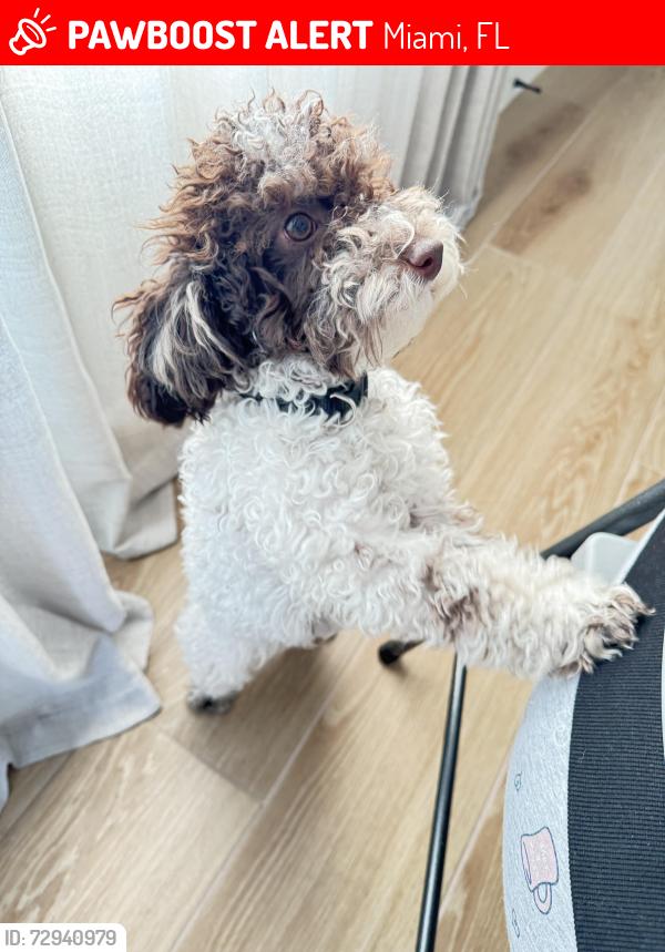 Lost Female Dog last seen Near NW 35th St , Miami, FL 33127