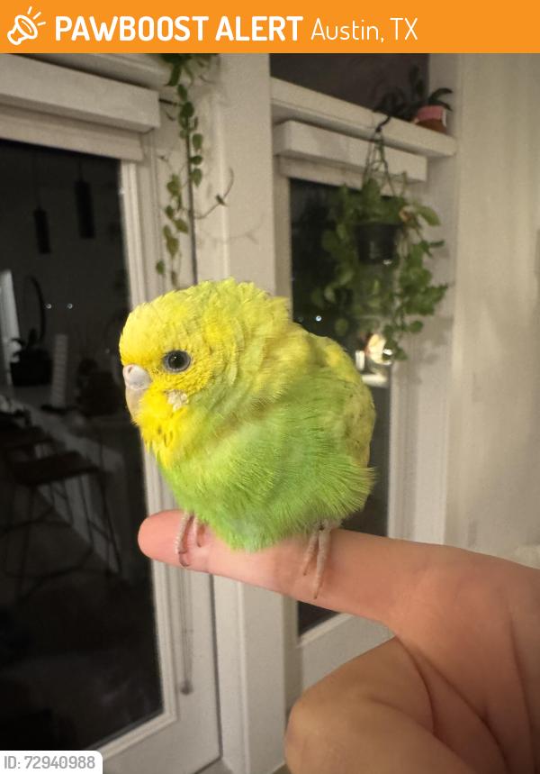 Found/Stray Unknown Bird last seen Barton springs pool, Austin, TX 78746