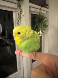 Found/Stray Unknown Bird last seen Barton springs pool, Austin, TX 78746