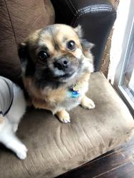 Reunited Female Dog last seen Kearneysville , Kearneysville, WV 25430