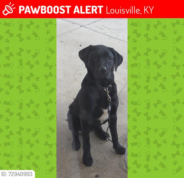 Lost Male Dog last seen Near oak valley dr , Louisville, KY 40214