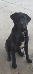 Lost Male Dog last seen Near oak valley dr , Louisville, KY 40214