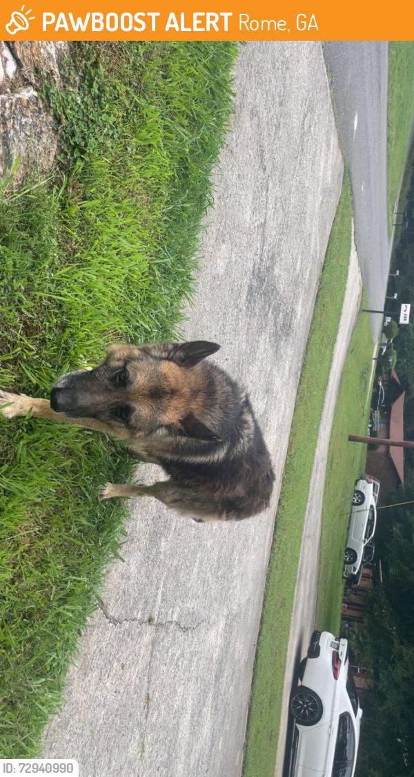 Found/Stray Male Dog last seen old calhoun rd same road as circle k, Rome, GA 30161