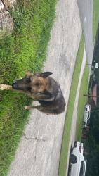 Found/Stray Male Dog last seen old calhoun rd same road as circle k , Rome, GA 30161
