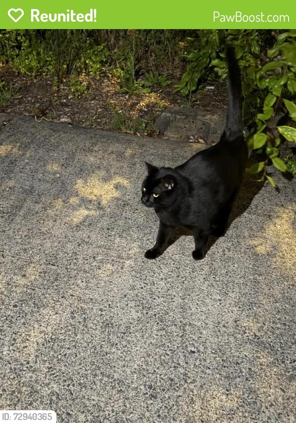 Reunited Unknown Cat last seen 212th court, Aloha, OR 97003