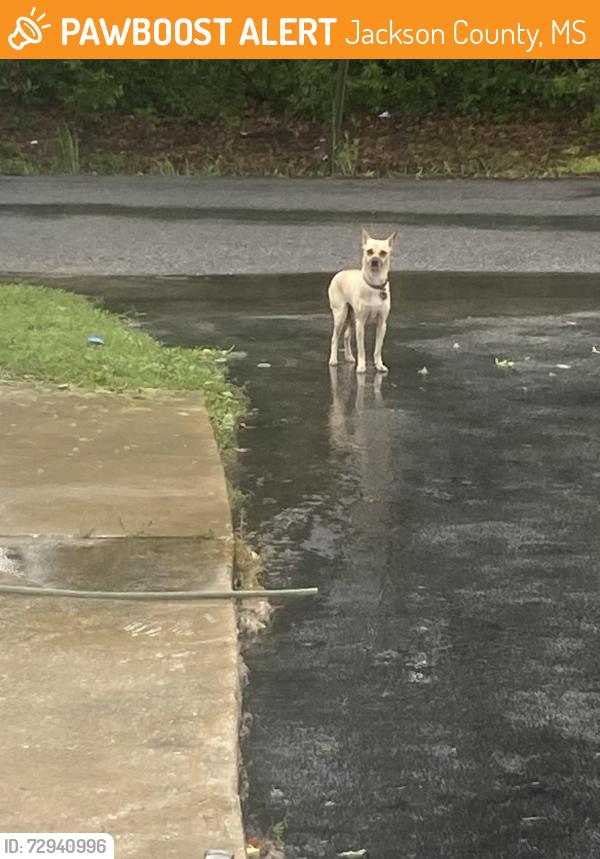 Found/Stray Female Dog last seen Miss Al Market, Jackson County, MS 39562