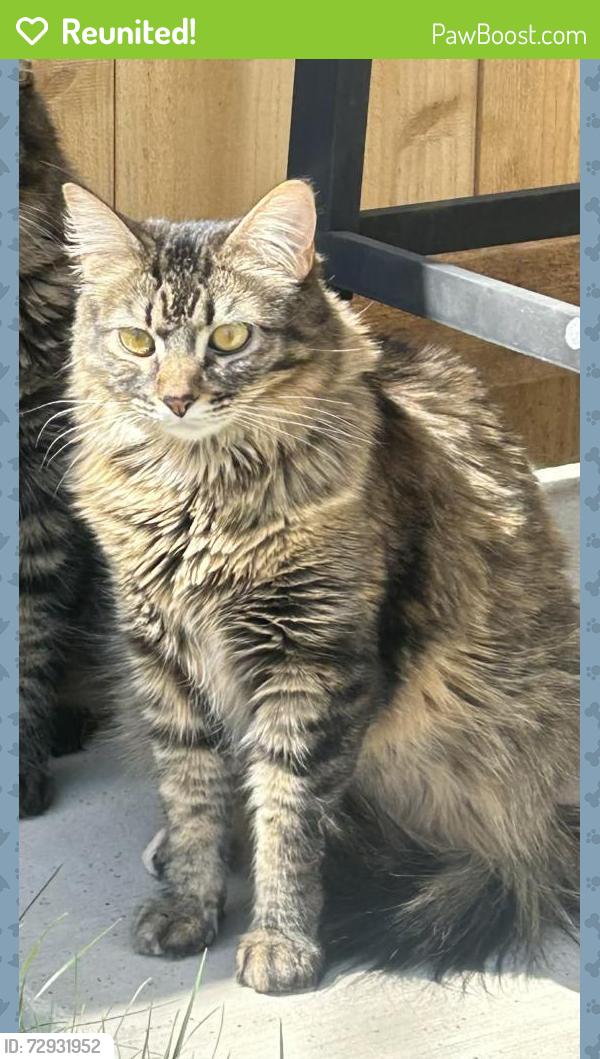 Reunited Female Cat last seen Last seen on West 1st Street across from the Middle/High School, Loveland, CO 80537