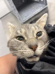 Shelter Stray Male Cat last seen Near , Indianapolis, IN 46221