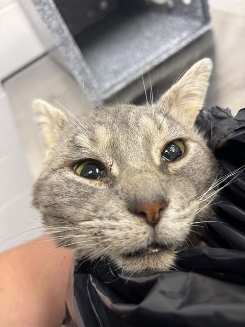 Shelter Stray Male Cat last seen Near , Indianapolis, IN 46221