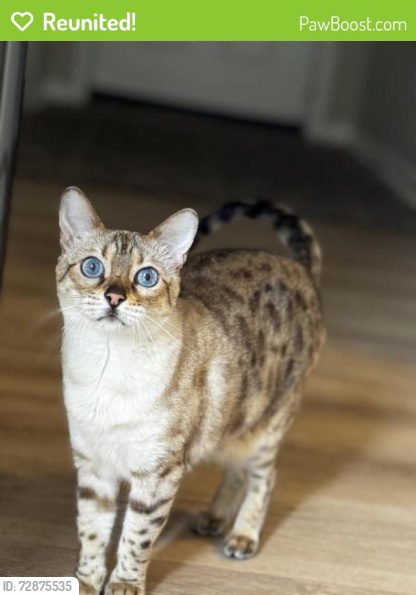 Reunited Female Cat last seen Near GALLANT MAN DR HOLLYWOOD MD 20636, Hollywood, MD 20636