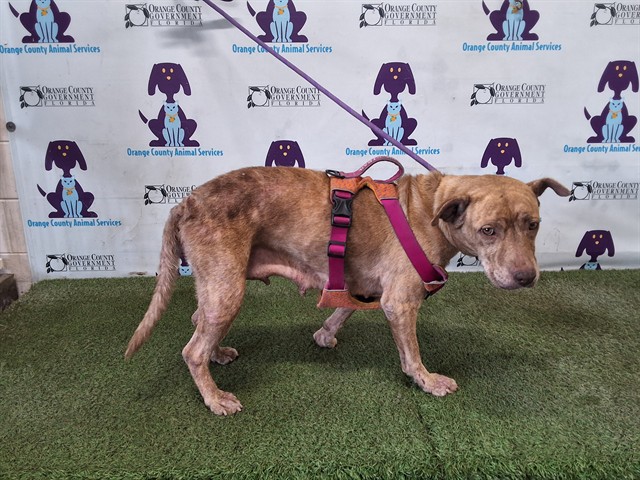Shelter Stray Female Dog last seen , Orlando, FL 32839