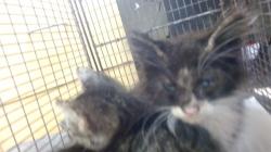 Shelter Stray Male Cat last seen Near BLOCK E 48 ST, Doral, FL 33122