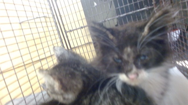 Shelter Stray Male Cat last seen Near BLOCK E 48 ST, Doral, FL 33122