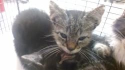 Shelter Stray Male Cat last seen Near BLOCK E 48 ST, Doral, FL 33122