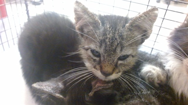 Shelter Stray Male Cat last seen Near BLOCK E 48 ST, Doral, FL 33122