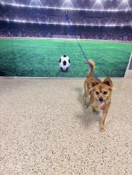 Shelter Stray Female Dog last seen CORAL GABLES 22 AVE, Doral, FL 33122