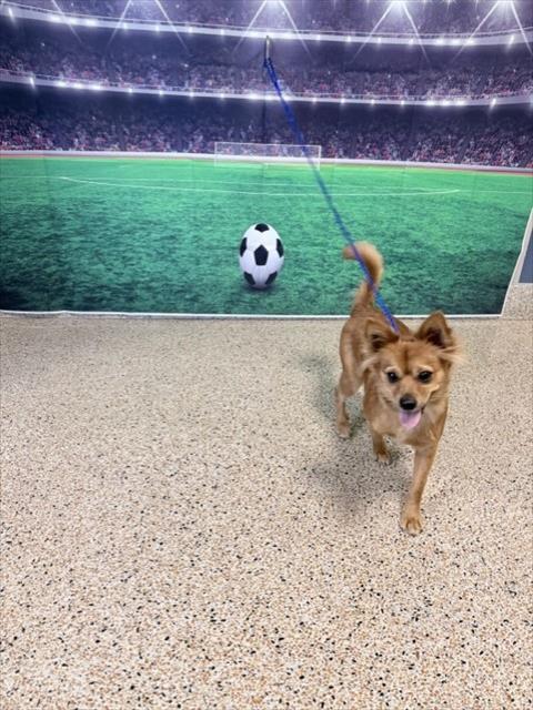 Shelter Stray Female Dog last seen CORAL GABLES 22 AVE, Doral, FL 33122