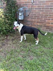 Reunited Female Dog last seen Crane Ferry Rd and Pleasant Home Rd, Augusta, GA 30907
