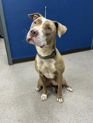 Shelter Stray Female Dog last seen CLEVELAND AVE/CHURCH ST, Shelby, NC 28150
