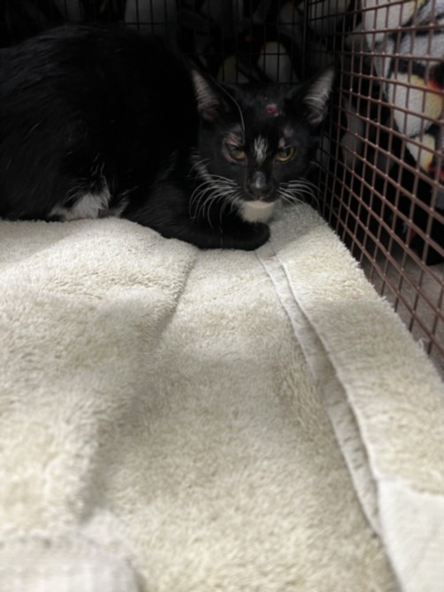 Shelter Stray Female Cat last seen , Chatsworth, CA 91311