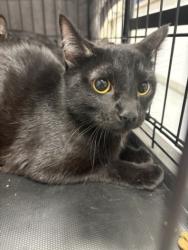 Shelter Stray Female Cat last seen , Chatsworth, CA 91311