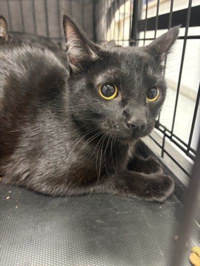 Shelter Stray Female Cat last seen , Chatsworth, CA 91311