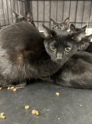 Shelter Stray Female Cat last seen , Chatsworth, CA 91311